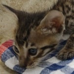 Savannah Brown Spotted male