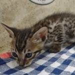 Savannah Brown Spotted male