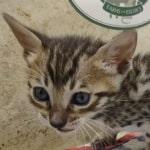 Savannah Brown Spotted male