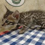 Savannah Brown Spotted male