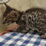 Savannah Brown Spotted male