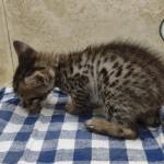 Savannah Brown Spotted male