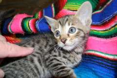 Barbosa Savannah F-6SBT Brown Spotted Male w/twinkle DOB 10-8-14