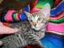 Barbosa Savannah F-6SBT Brown Spotted Male w/twinkle DOB 10-8-14