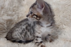 Freya Savannah F-6SBT BST Female #1 DOB 10-15-22