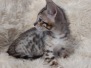 Freya Savannah F-6SBT BST Female #1 DOB 10-15-22