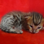 Savannah F-6SBT BST female DOB 10-15-22