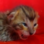 Savannah F-6SBT BST female DOB 10-15-22