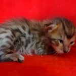 Savannah F-6SBT BST female DOB 10-15-22