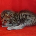 Savannah F-6SBT BST female DOB 10-15-22