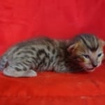 Savannah F-6SBT BST female DOB 10-15-22