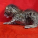 Savannah F-6SBT BST female DOB 10-15-22