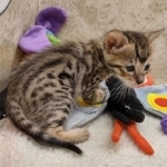 Savannah F-6SBT BST female DOB 10-15-22