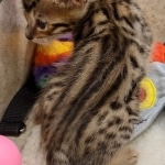 Savannah F-6SBT BST female DOB 10-15-22