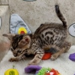 Savannah F-6SBT BST female DOB 10-15-22