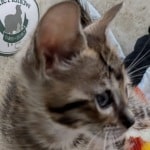 Savannah F-6SBT BST female DOB 10-15-22