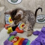 Savannah F-6SBT BST female DOB 10-15-22