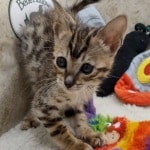 Savannah F-6SBT BST female DOB 10-15-22