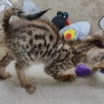 Savannah F-6SBT BST female DOB 10-15-22