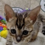 Savannah F-6SBT BST female DOB 10-15-22