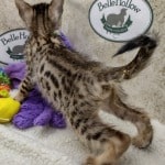 Savannah F-6SBT BST female DOB 10-15-22