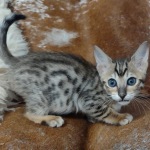 Savannah F-6SBT BST female DOB 10-15-22