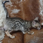 Savannah F-6SBT BST female DOB 10-15-22