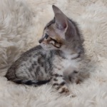 Savannah F-6SBT BST female DOB 10-15-22