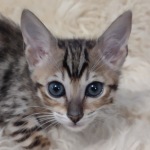 Savannah F-6SBT BST female DOB 10-15-22