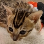 Savannah F-6SBT BST female DOB 10-15-22