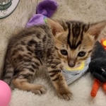 Savannah F-6SBT BST female DOB 10-15-22