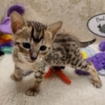 Savannah F-6SBT BST female DOB 10-15-22