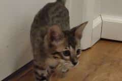 Taz Savannah F-6SBT BST female #2 DOB 10-15-22 1-