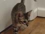 Taz Savannah F-6SBT BST female #2 DOB 10-15-22 1-