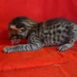 Savannah F-6SBT BST female DOB 10-15-22