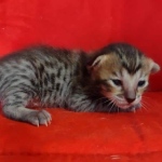 Savannah F-6SBT BST female DOB 10-15-22