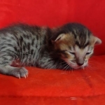 Savannah F-6SBT BST female DOB 10-15-22