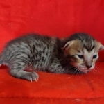 Savannah F-6SBT BST female DOB 10-15-22