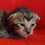 Savannah F-6SBT BST female DOB 10-15-22