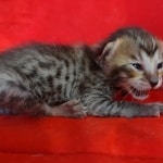 Savannah F-6SBT BST female DOB 10-15-22