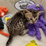 Savannah F-6SBT BST female DOB 10-15-22