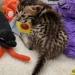 Savannah F-6SBT BST female DOB 10-15-22