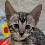 Savannah F-6SBT BST female DOB 10-15-22