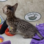 Savannah F-6SBT BST female DOB 10-15-22