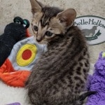 Savannah F-6SBT BST female DOB 10-15-22