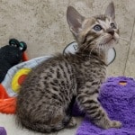 Savannah F-6SBT BST female DOB 10-15-22