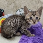 Savannah F-6SBT BST female DOB 10-15-22