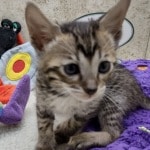 Savannah F-6SBT BST female DOB 10-15-22