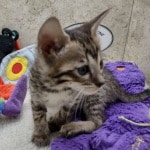 Savannah F-6SBT BST female DOB 10-15-22