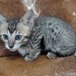 Savannah F-6SBT BST female DOB 10-15-22